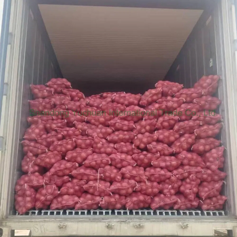 Best Selling Red Onions Fresh Vegetables and Packaged for Export Natural Fresh Red Onions Wholesale