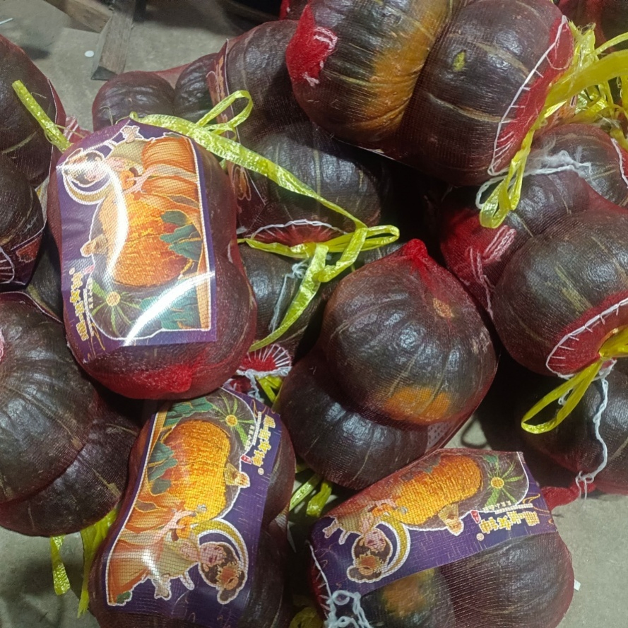 Freshly Picked Low-Sodium Authentic Baby Pumpkin for Animal Nutrition