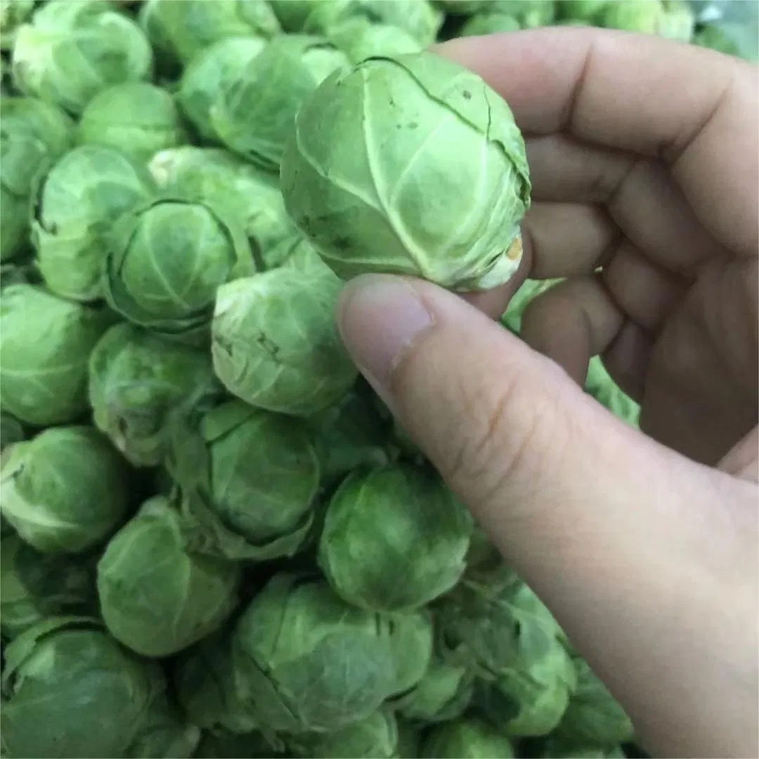 Various Vitamins Nutrition High Good Protein Freeze-Dried Vegetables Seafood Pet Supply Food Cat Treat Dog Snack Product