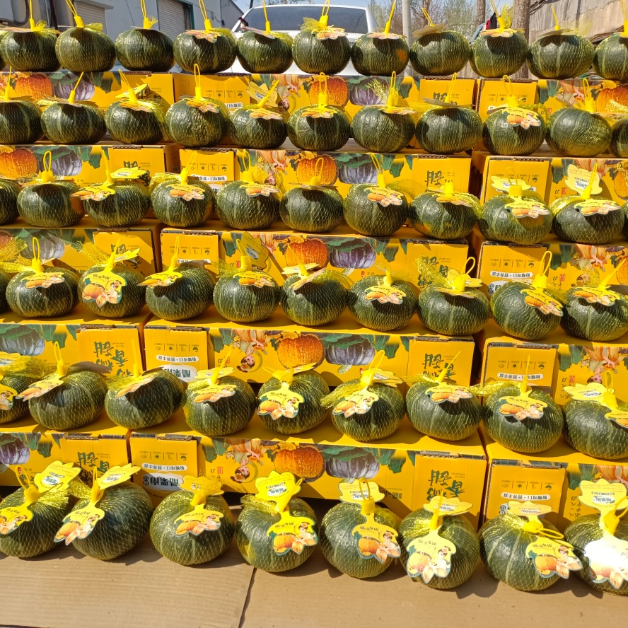 Freshly Picked Chunky Authentic Baby Pumpkin for Infant Nutrition