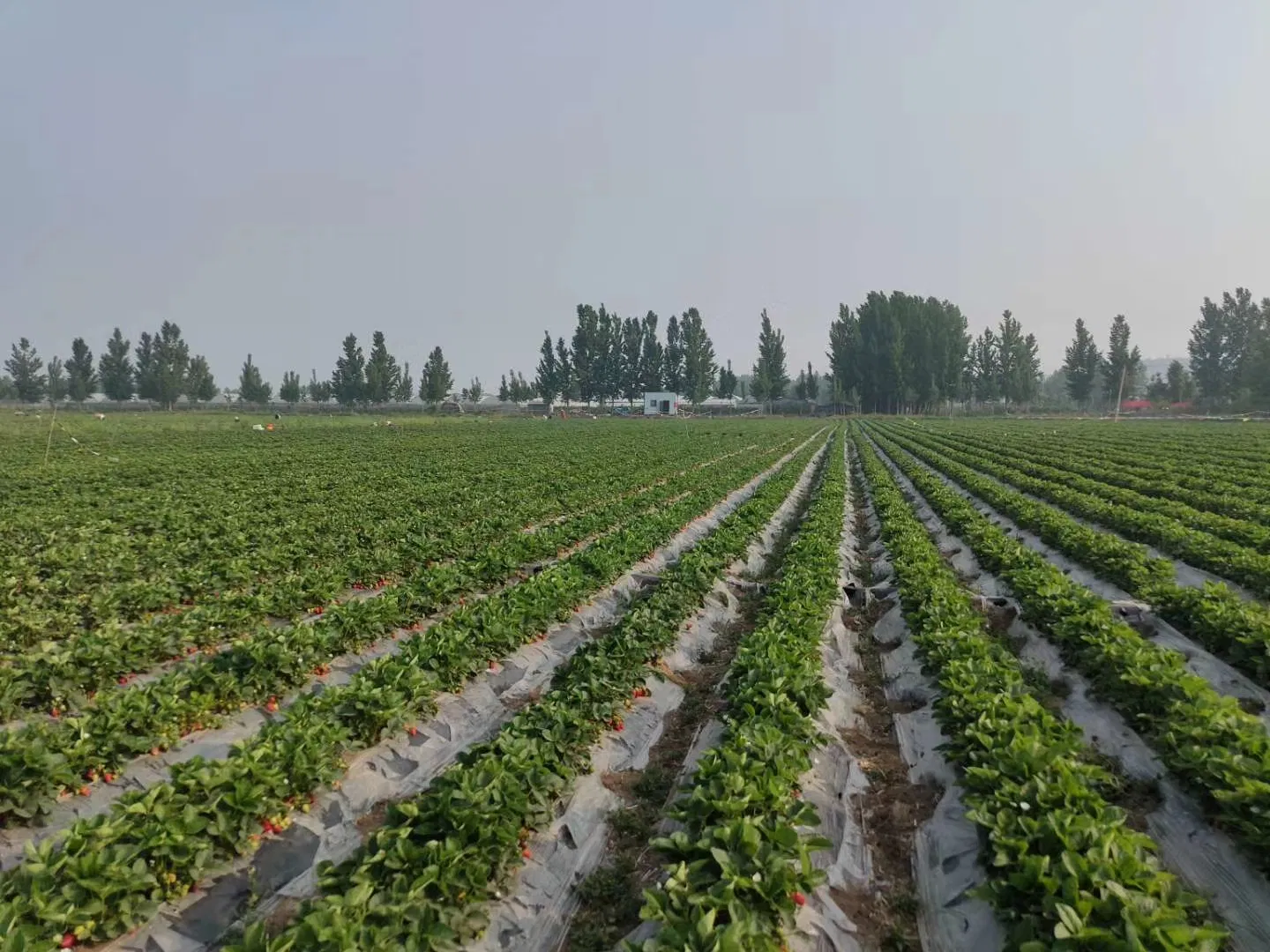Fresh Frozen Vegetable Food Packaged in Plastic for Year-Round Supply Frozen Potato Cube IQF Vegetables