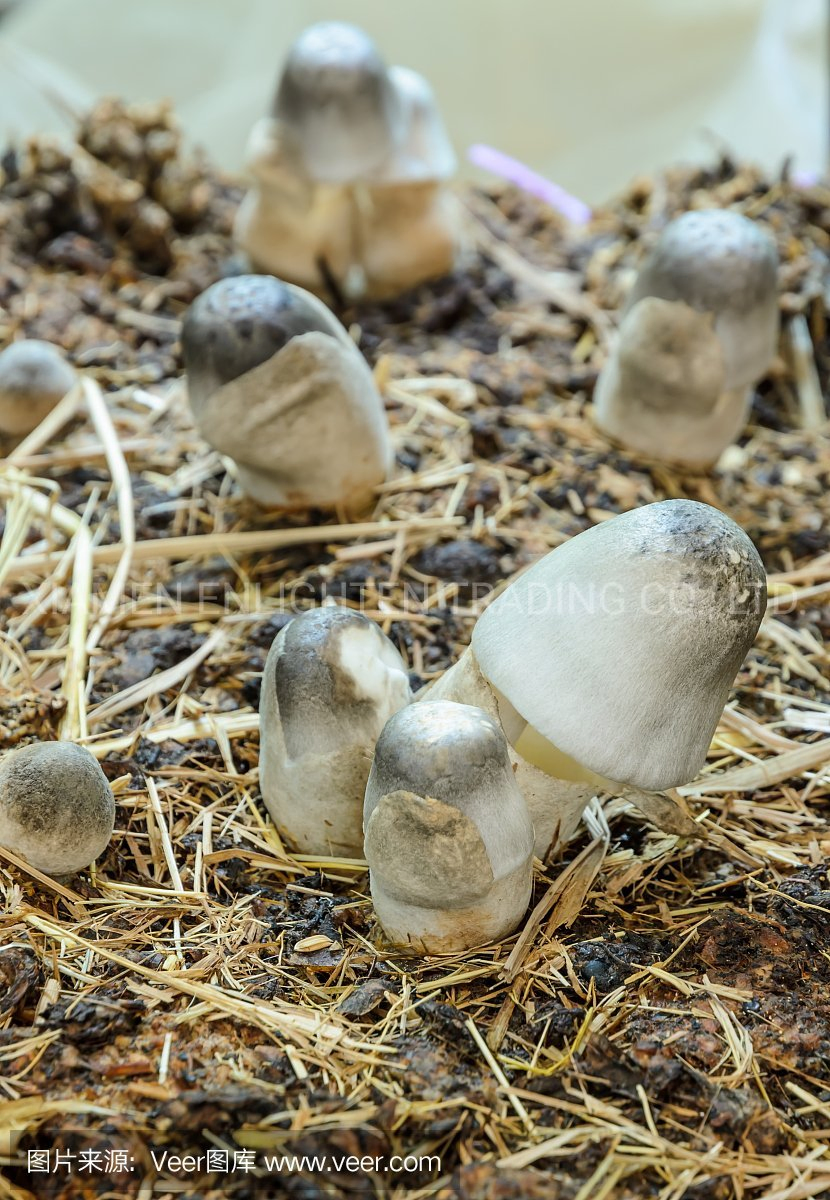 High Mountain Specialty 3-4cm Psilocibin Magic Straw Mushroom