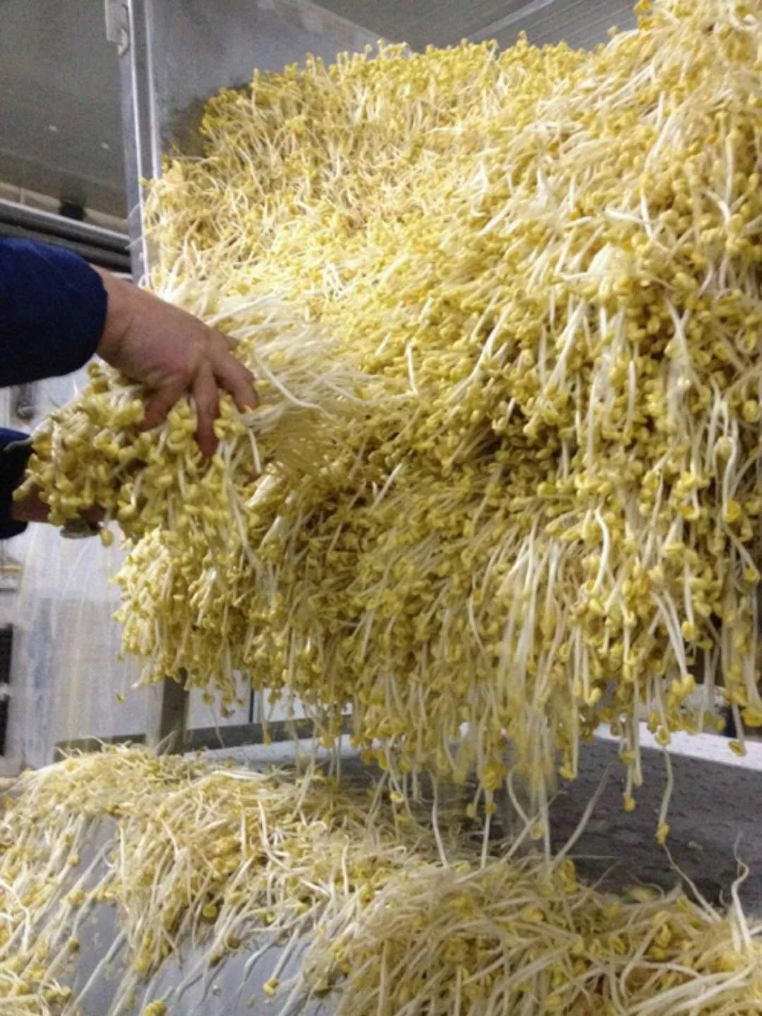 Wholesale Canned Bean Sprout Healthy Vegetable Crisp Delicious Salad Can Food Meal None Fat in Brine