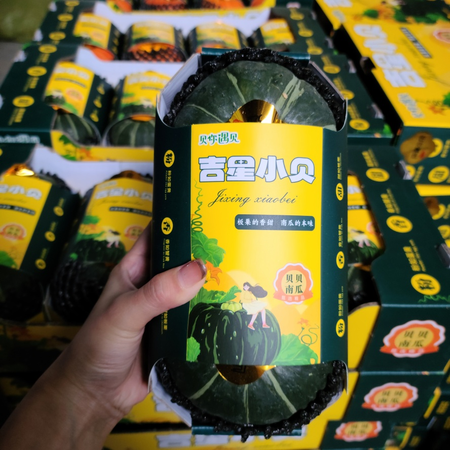 Factory Best Small and Exquisite Baby Pumpkin for Clinical Nutrition