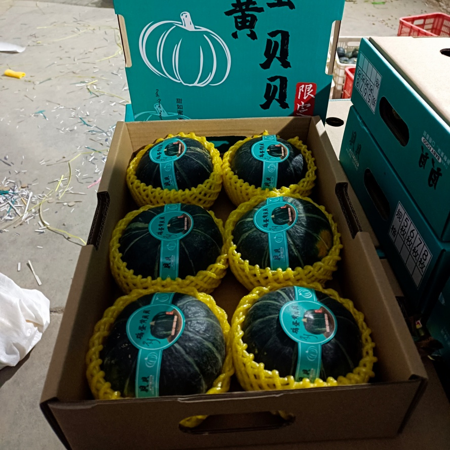 The New Low Gi Freshly Picked Baby Pumpkin for Animal Nutrition