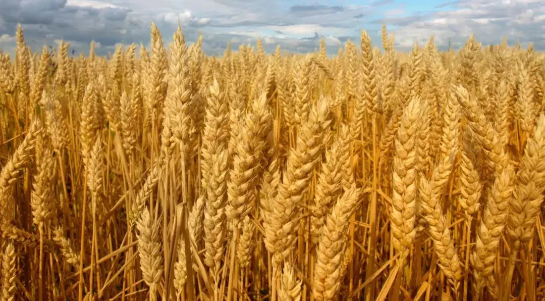 Organic Rolled Oats Header