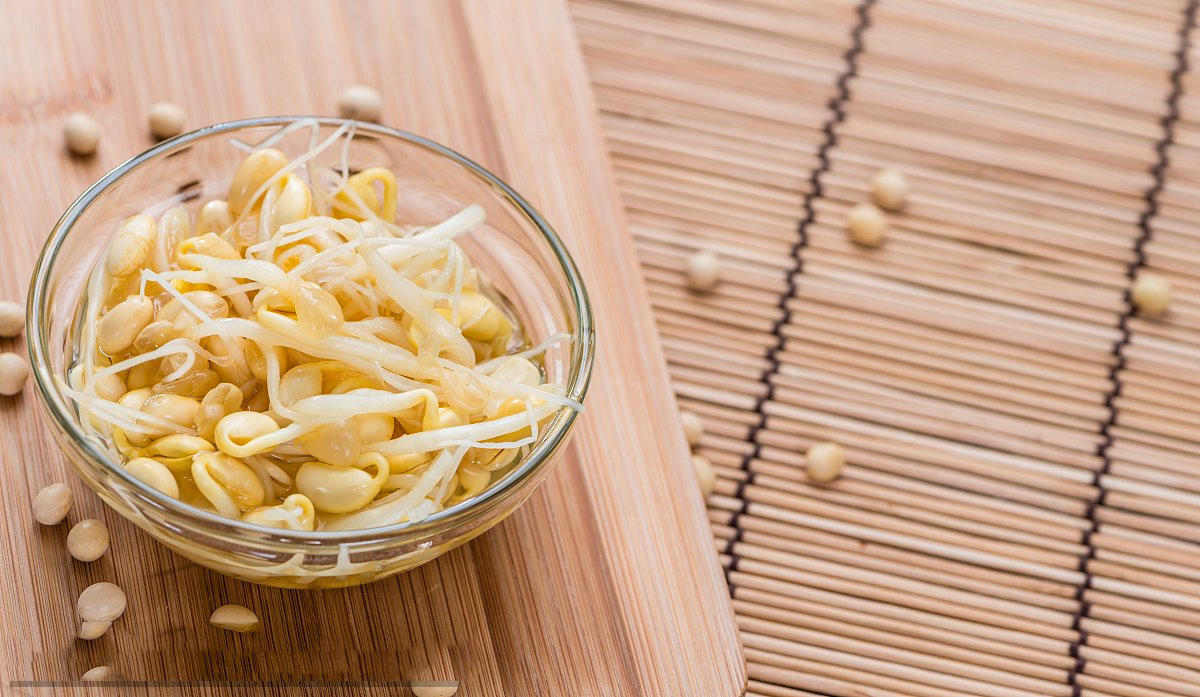 Wholesale Canned Bean Sprout Healthy Vegetable Crisp Delicious Salad Can Food Meal None Fat in Brine