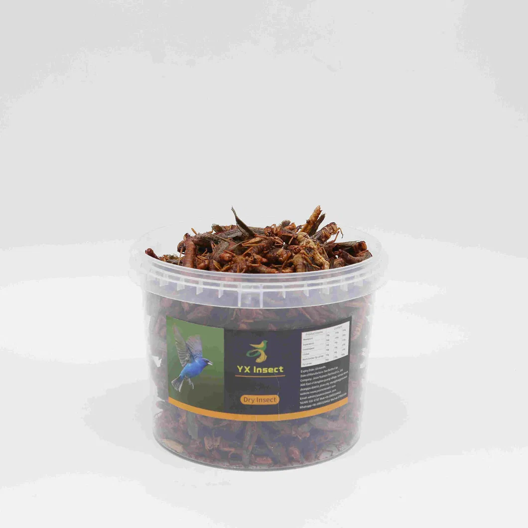 Wild Bird Food Grasshoppers