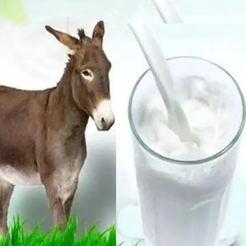 Donkey Milk Powder 1
