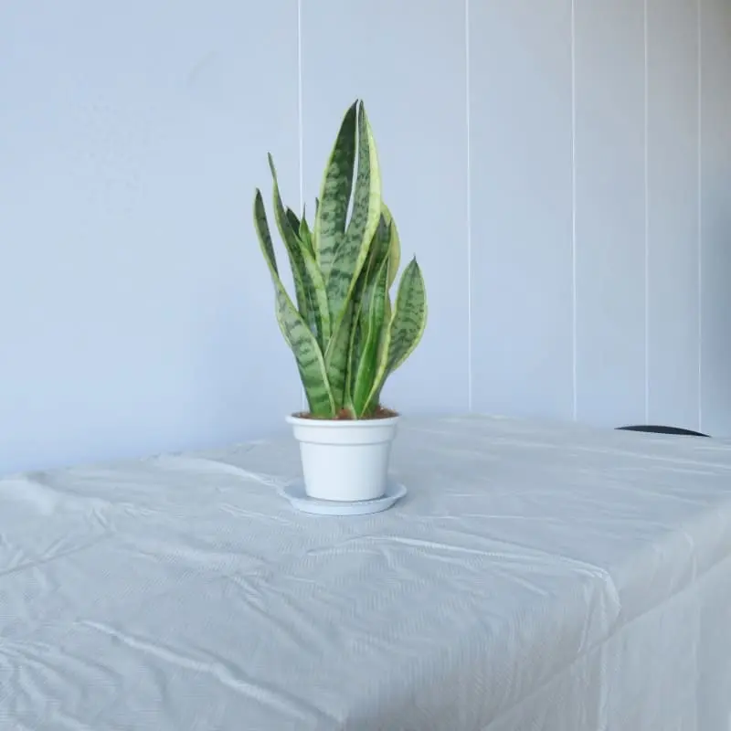 Best Beige Herringbone Vinyl Tablecloth with Flannel Backing Pricelist, Suppliers