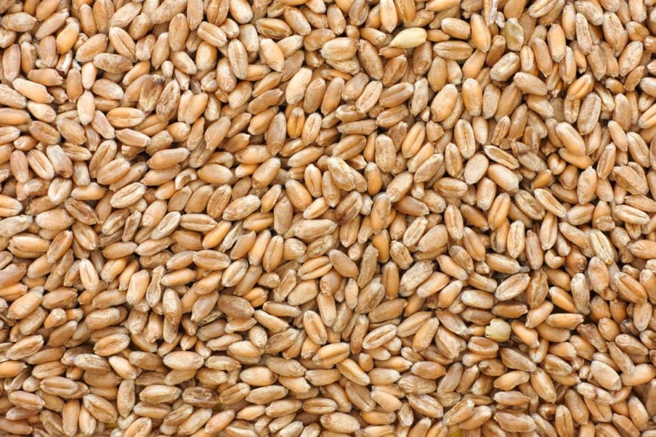 Sieved clean grains closeup
