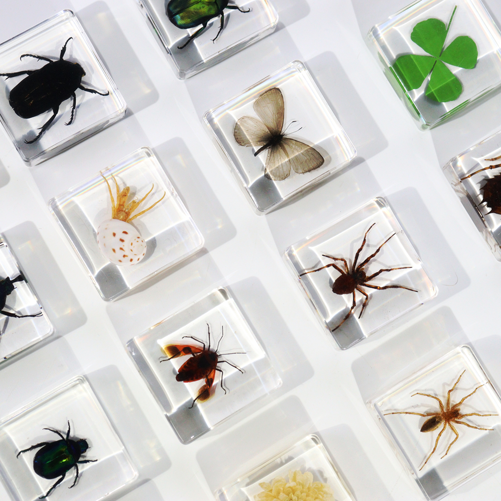 Hot Selling Real Plants &amp; Animal Insect Specimen In Crystal Resin Crafts Creative Toys For Home Learning