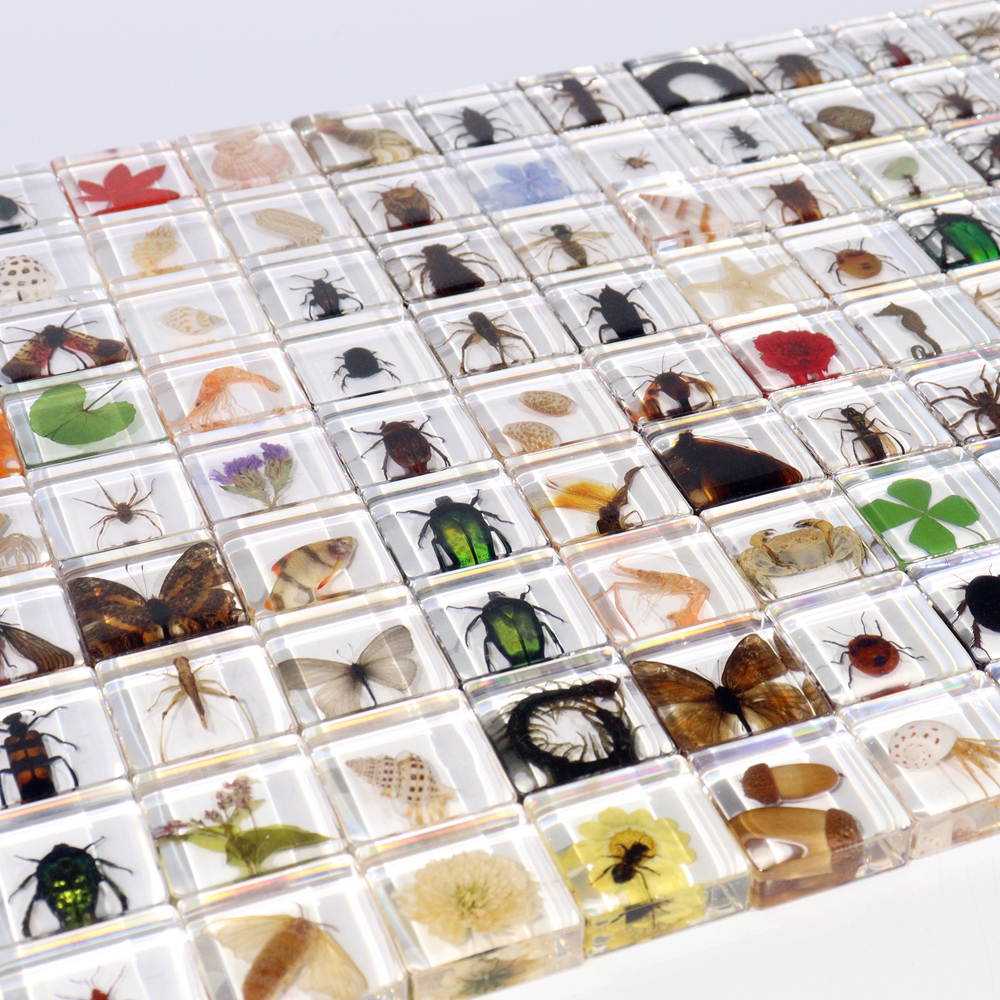 Hot Selling Real Plants &amp; Animal Insect Specimen In Crystal Resin Crafts Creative Toys For Home Learning