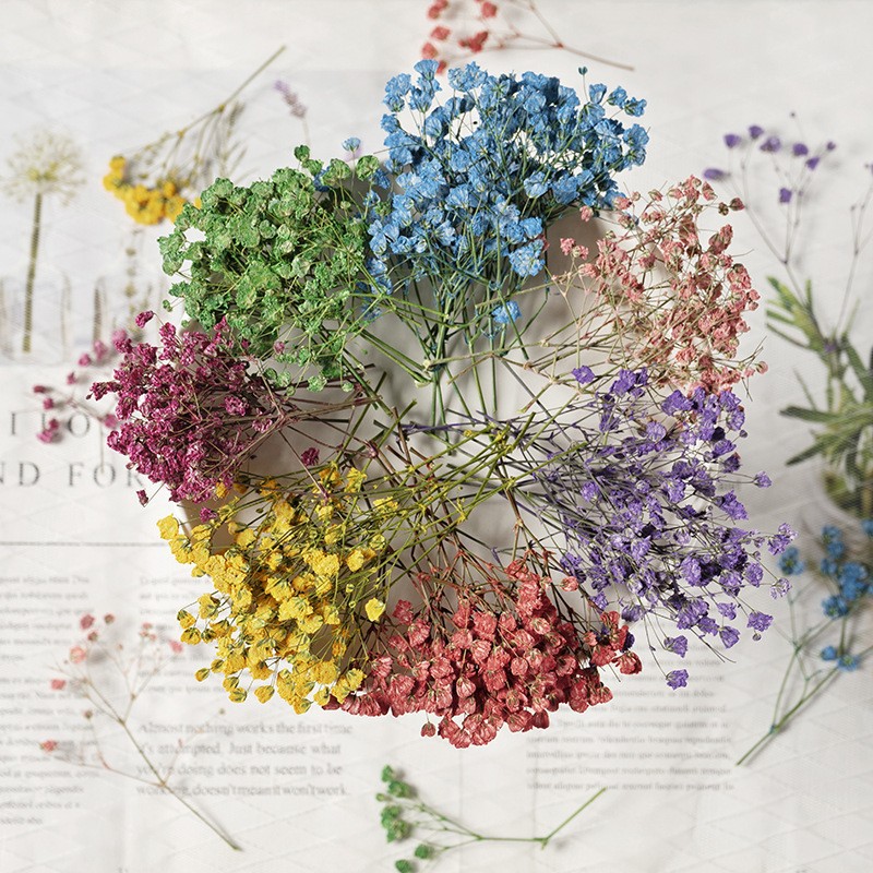 Dried Flower 1