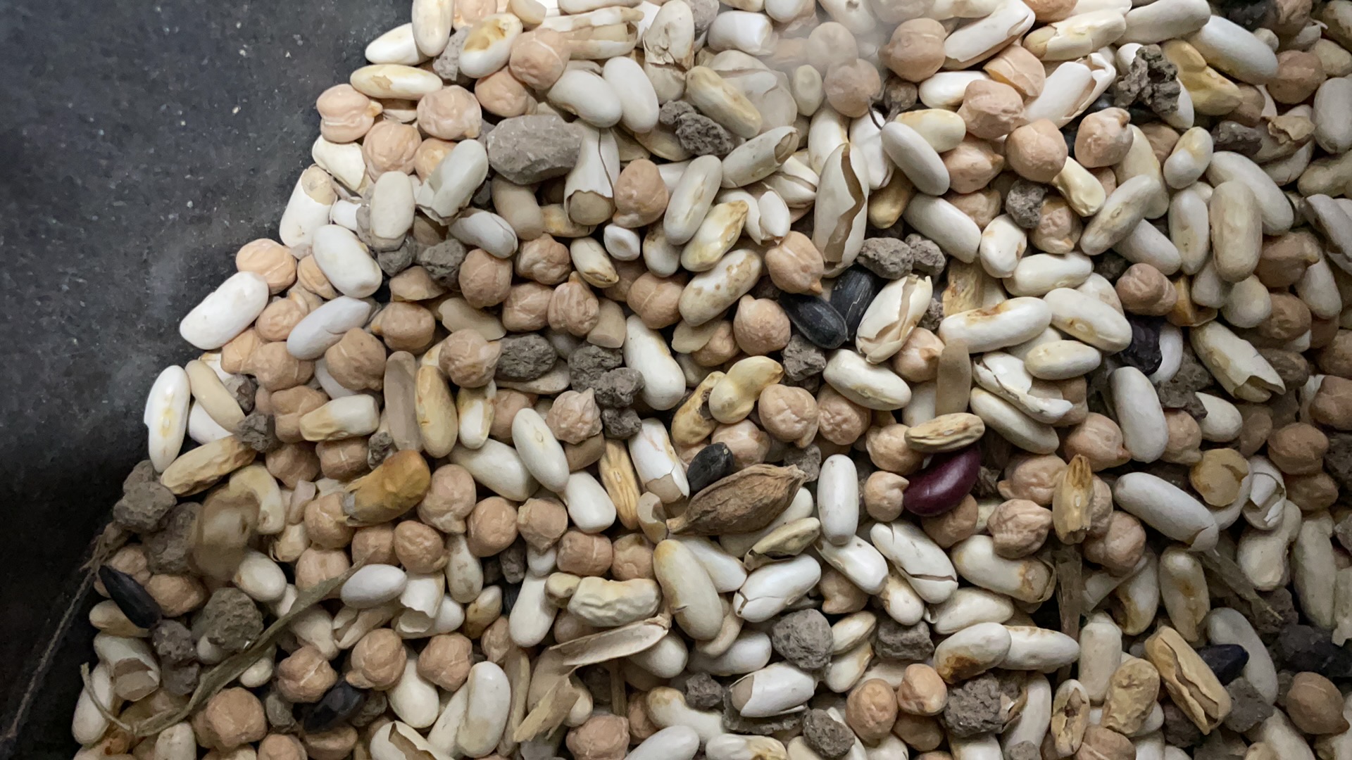 Switzerland Beans Optical Sorter Intelligent CCD Color Sorting Machine White Beans Different Colors CE Certification