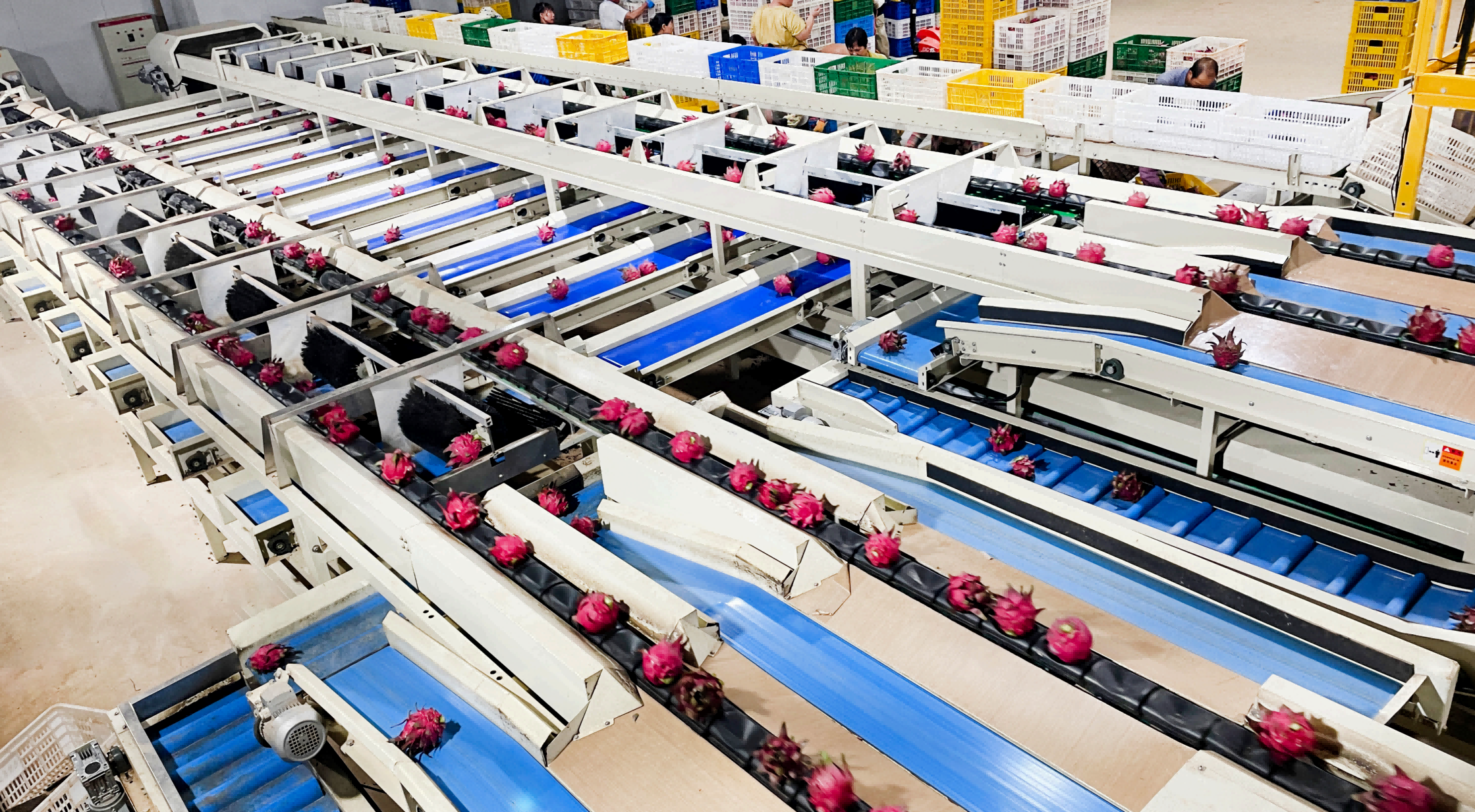 Intelligent Sorting Machine for Fruit Pitaya Core Component Engine Other Agricultural Machinery &amp; Equipment