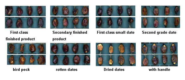 Red dates sorting demonstration