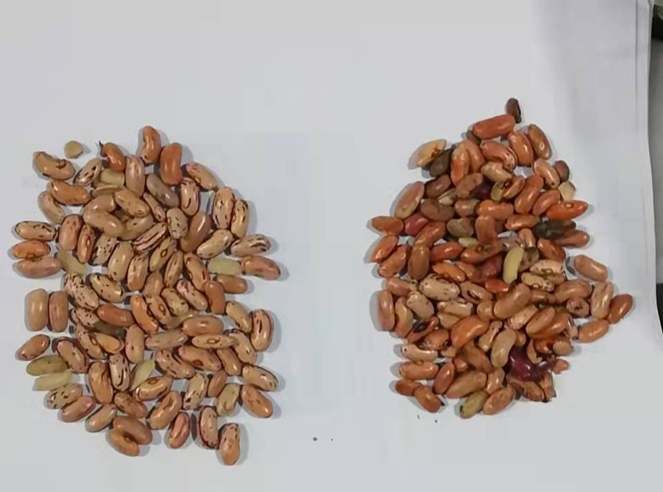 Switzerland Beans Optical Sorter Intelligent CCD Color Sorting Machine White Beans Different Colors CE Certification