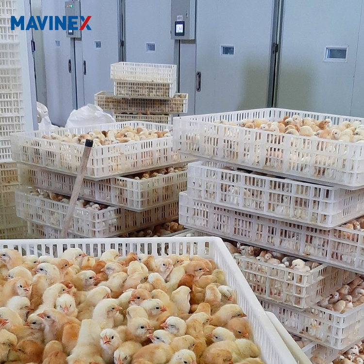 Hot Selling Automatic Chicken Egg Incubator Power Distribution Equipment for Poultry Farming