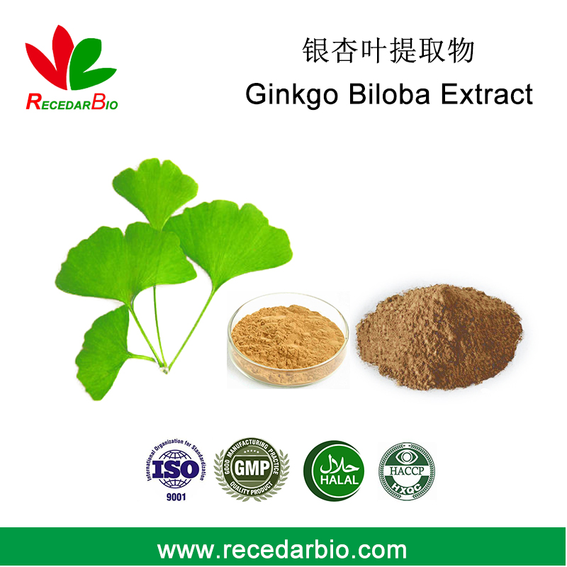 Pó de Extrato de Folha de Ginkgo Biloba para Extrato Herbal de Planta Nutracêutica