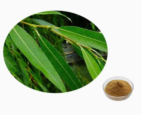 Fornecimento de Fábrica Extrato de Casca de Salgueiro Branco Salicina de Salgueiro 15%-50% Extrato em Pó de Planta Herbal