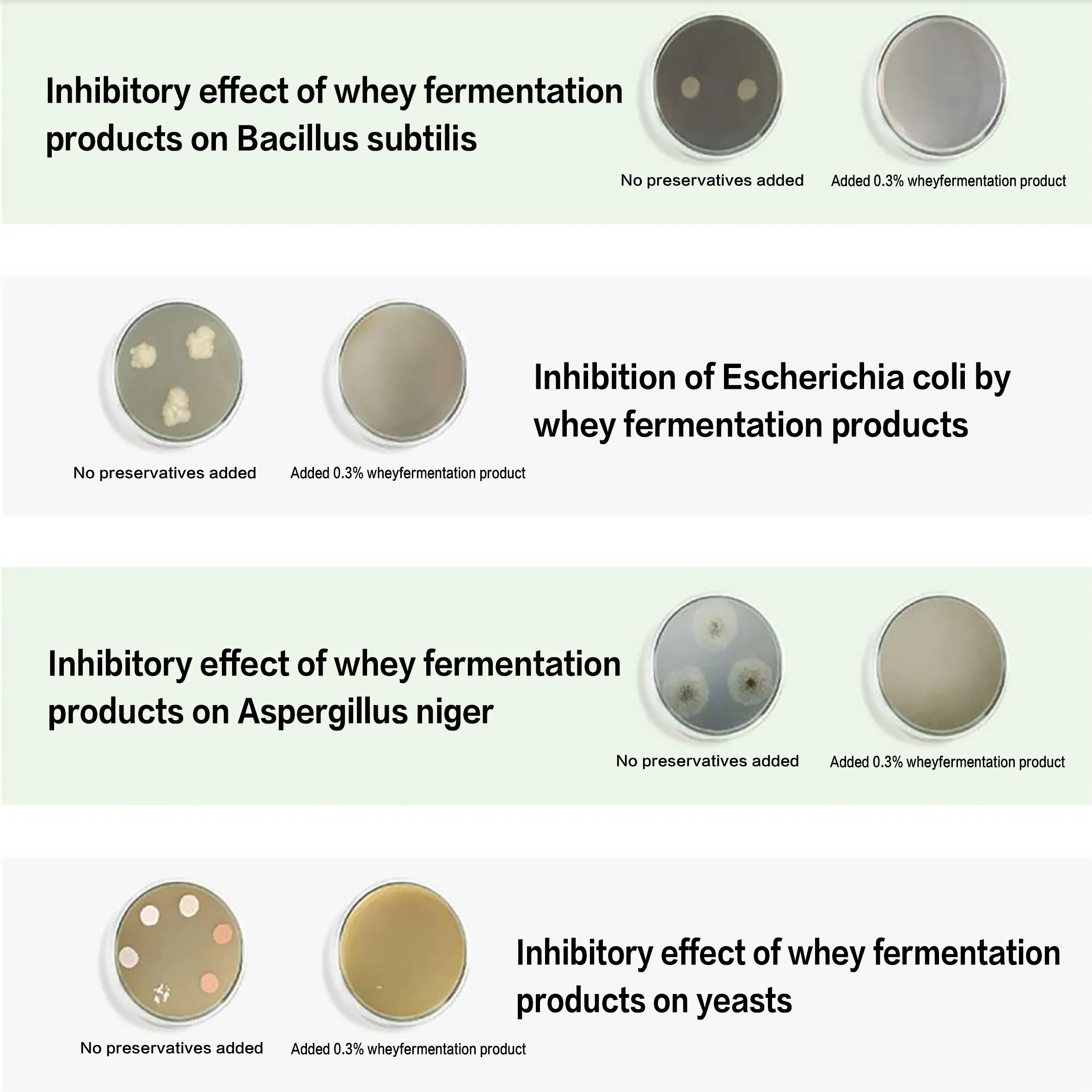 Conservante de Fermentação Natural de Whey para Preservação Antibacteriana e de Frescor