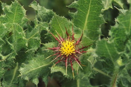 Concentrado Herbal Botânico Extrato de Cnicus Benedictus