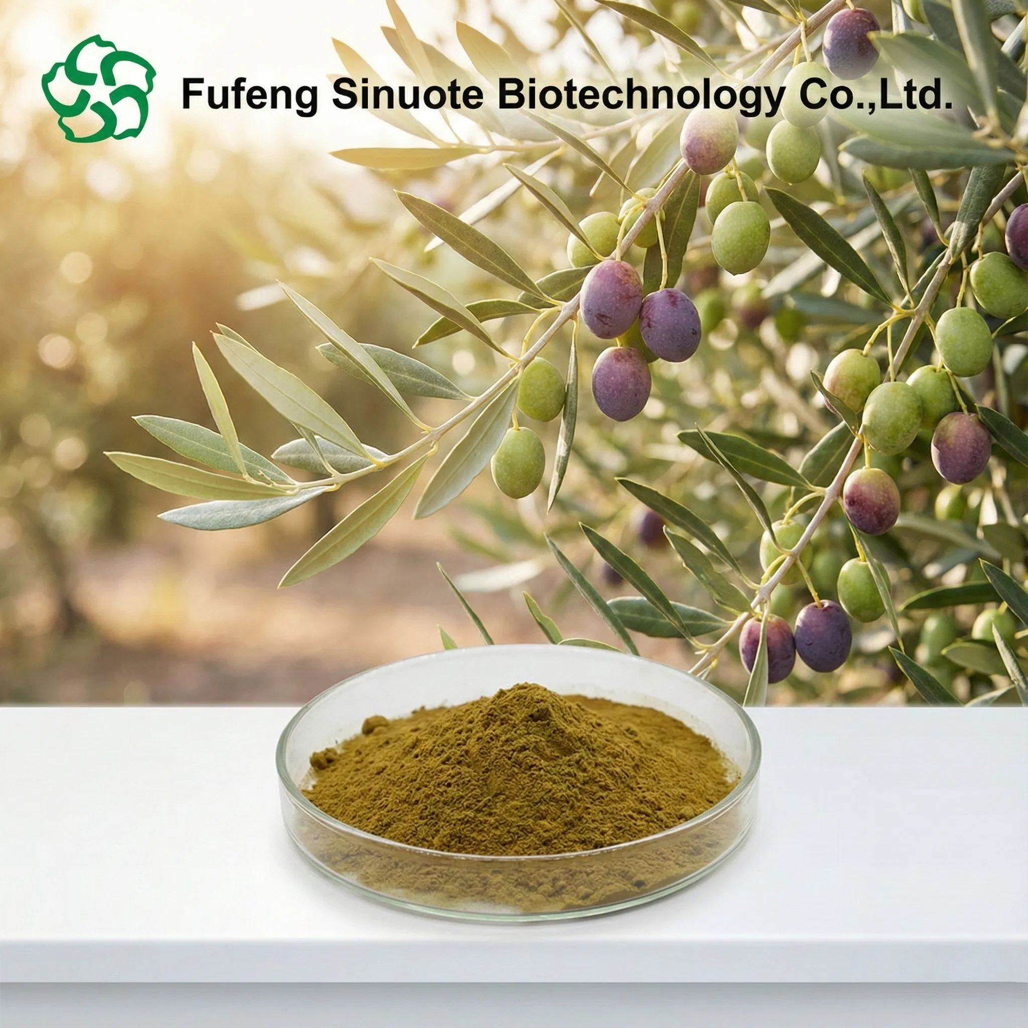 Extrato em Pó de Folha de Oliveira Olea Europaea L. (Padronizado para 20%-40% Oleuropeína / Hidroxitirosol) Padrão cGMP