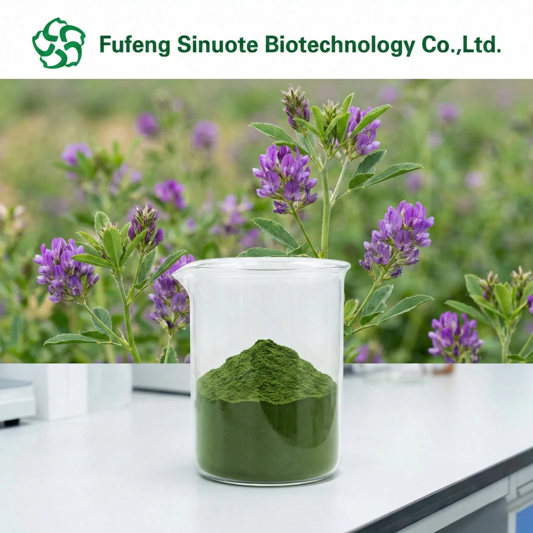 Extrato em Pó de Folha de Olea Europaea L. (Estandarizado 40% Oleuropeína por HPLC) Ingrediente Natural para Suporte Imunológico e Cardiovascular