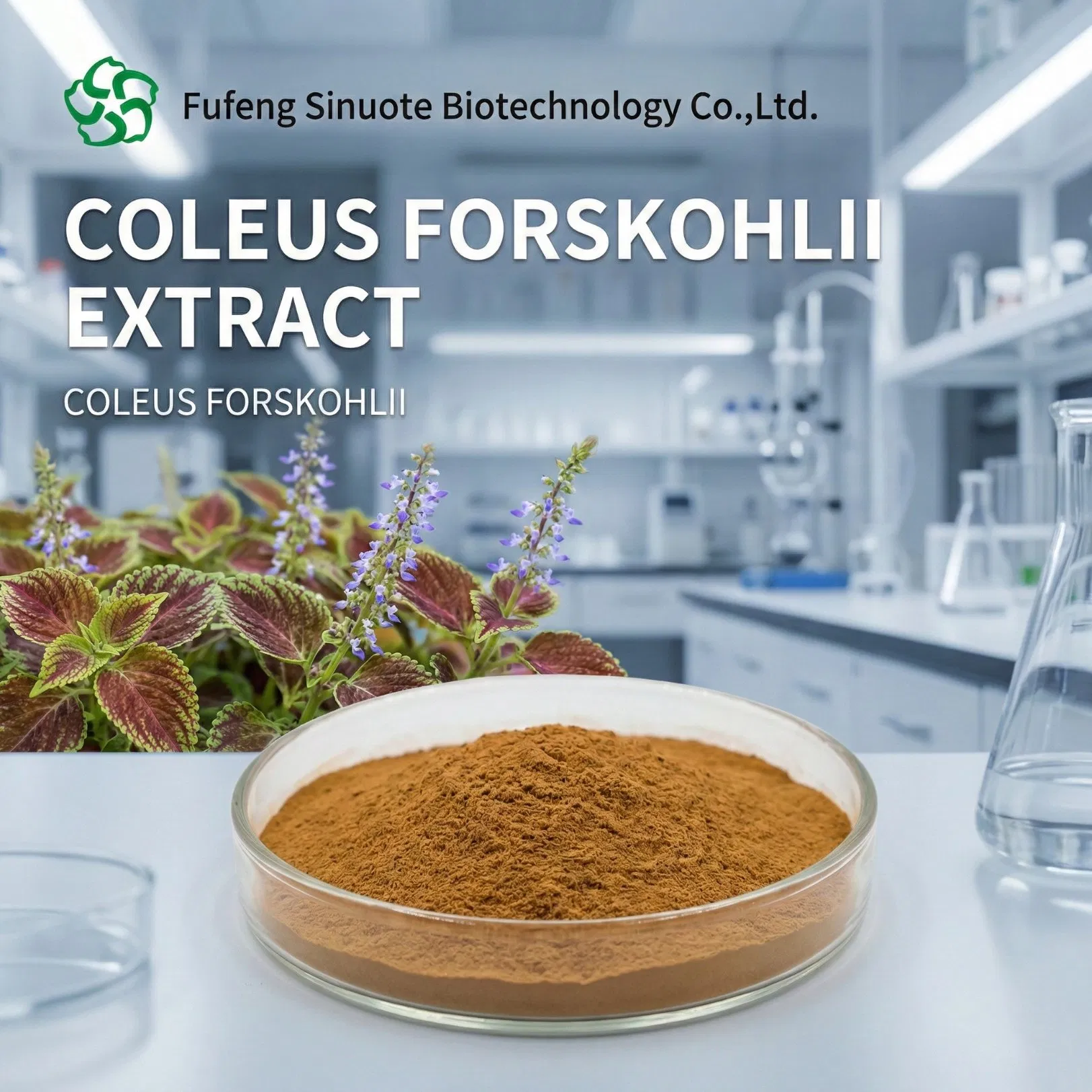 Extrato em Pó de Raiz de Coleus Forskohlii (Forskolina Padronizada 10%-20% por HPLC) Ingrediente Natural para Gestão de Peso e Nutrição Esportiva Padrão cGMP