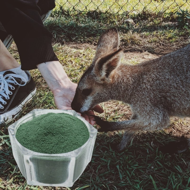 Quelato de Proteína de Aminoácido de Cromo 4% Aditivo para Ração Animal