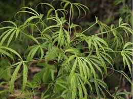 Extrato Botânico Premium de Nothopanax Davidii (Metapanax Davidii) para Suplementos Herbais e Formulações à Base de Plantas