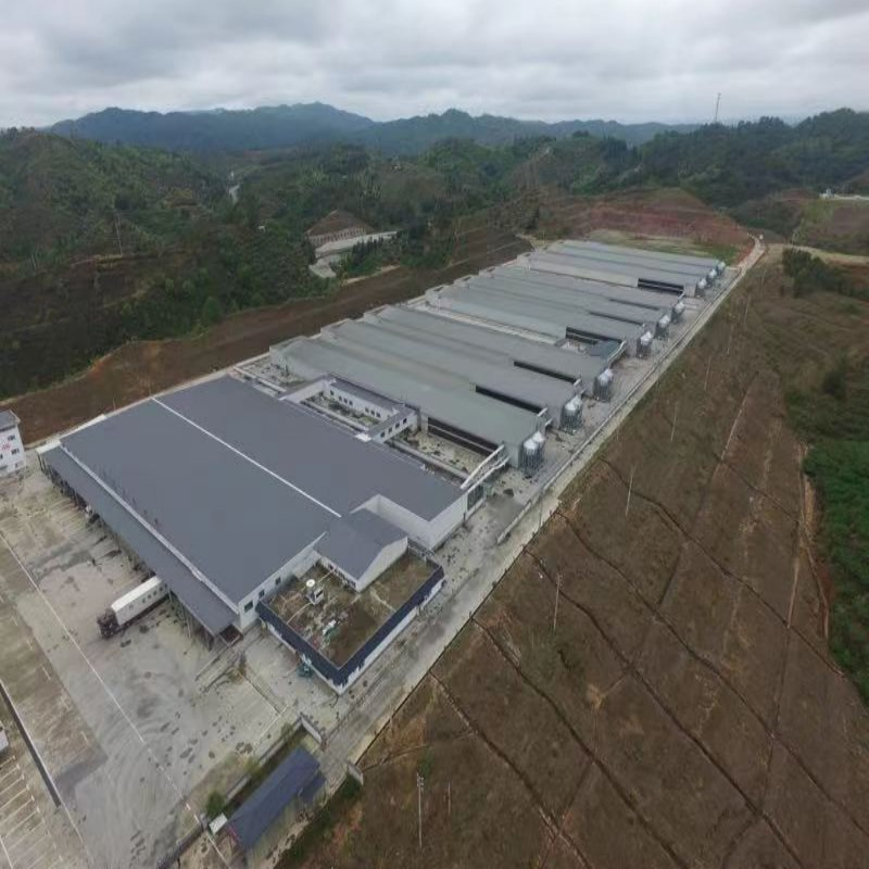 Insulated Steel Chicken House Designed for Ghana's Climate Corrosion-Proof and Long-Lasting