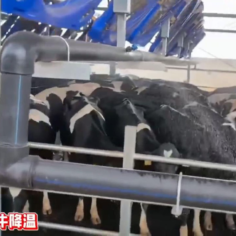 Sistema de Sprinkler para Resfriamento de Vacas Pode Ser Usado em Conjunto com Sistema de Ventilação
