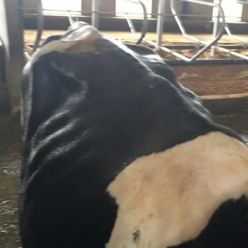 Sistema de Sprinkler para Resfriamento de Vacas Pode Ser Usado em Conjunto com Sistema de Ventilação