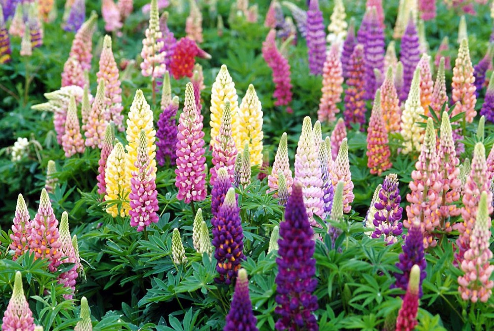 Lupinus albus