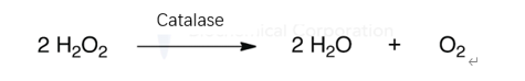 Mechanism of Catalase
