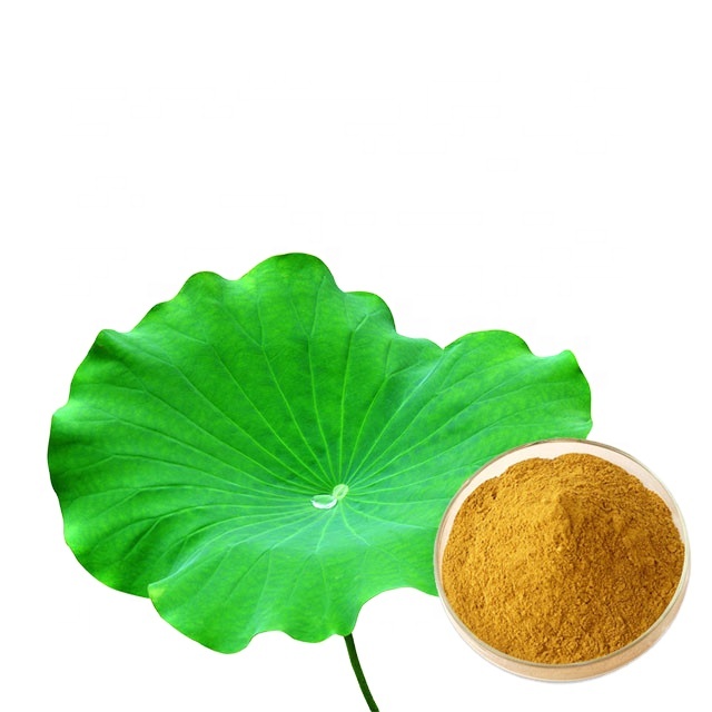 Organic Wild-Cultivated Lotus Leaf Extract Powder Nuciferine Supplement for Weight Loss Vitamin-Active Herb Halal Bottle