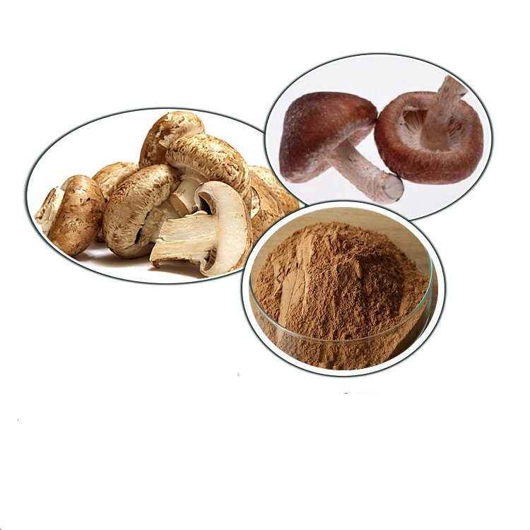 100% Natural Organic Herbal Extract 10%-70% Polysaccharide Mushroom Powder Shiitake Mushroom Extract AHCC Powder