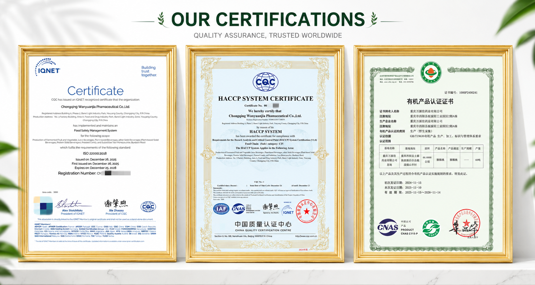 Regulation Food Sweet Tea Enzyme Liquid 25kg Drum Natural Botanical Extracts Anti-inflammatory Food Grade