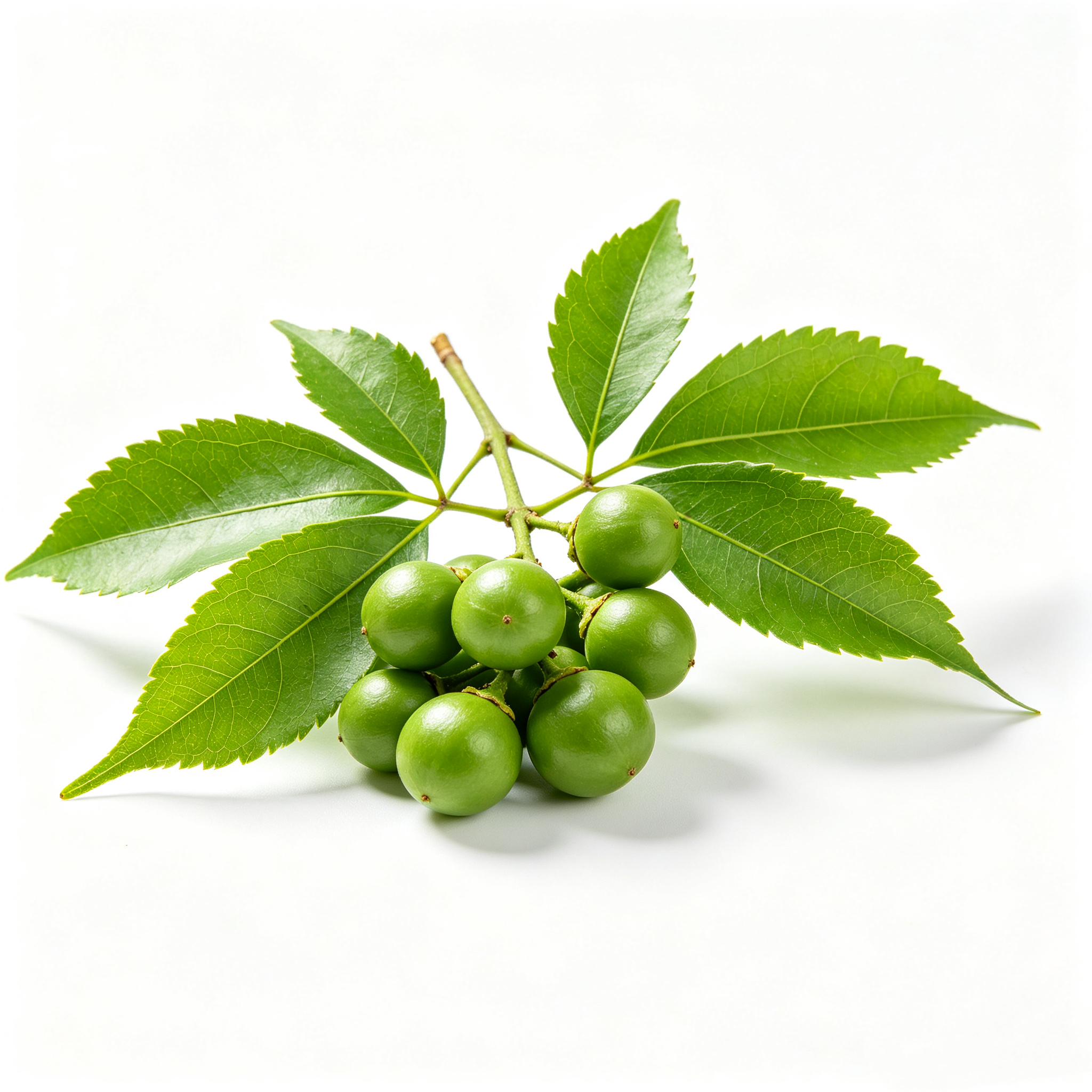 Regulation Food Sweet Tea Enzyme Liquid 25kg Drum Natural Botanical Extracts Anti-inflammatory Food Grade