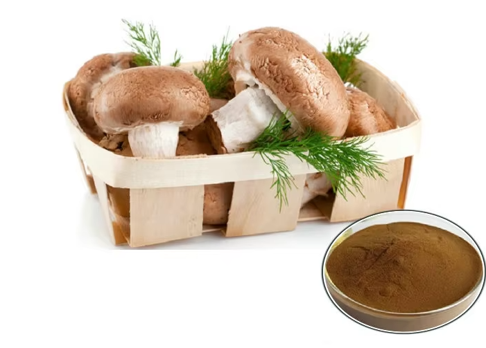 Shiitake Mushroom Extract Description
