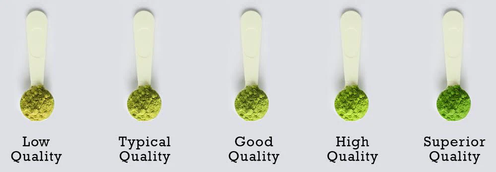Matcha Production 1