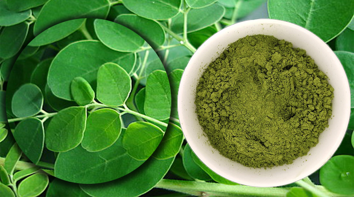 Moringa Leaf Extract Powder