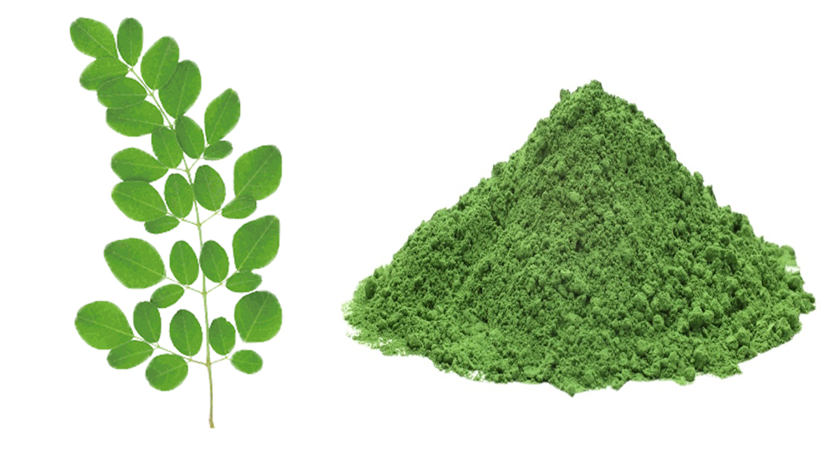 Moringa Leaf Processing