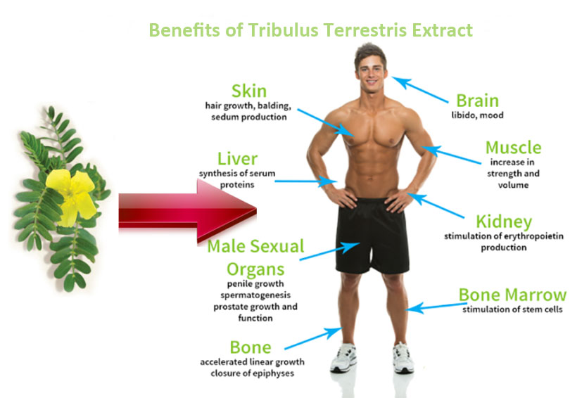 Tribulus Terrestris Benefits