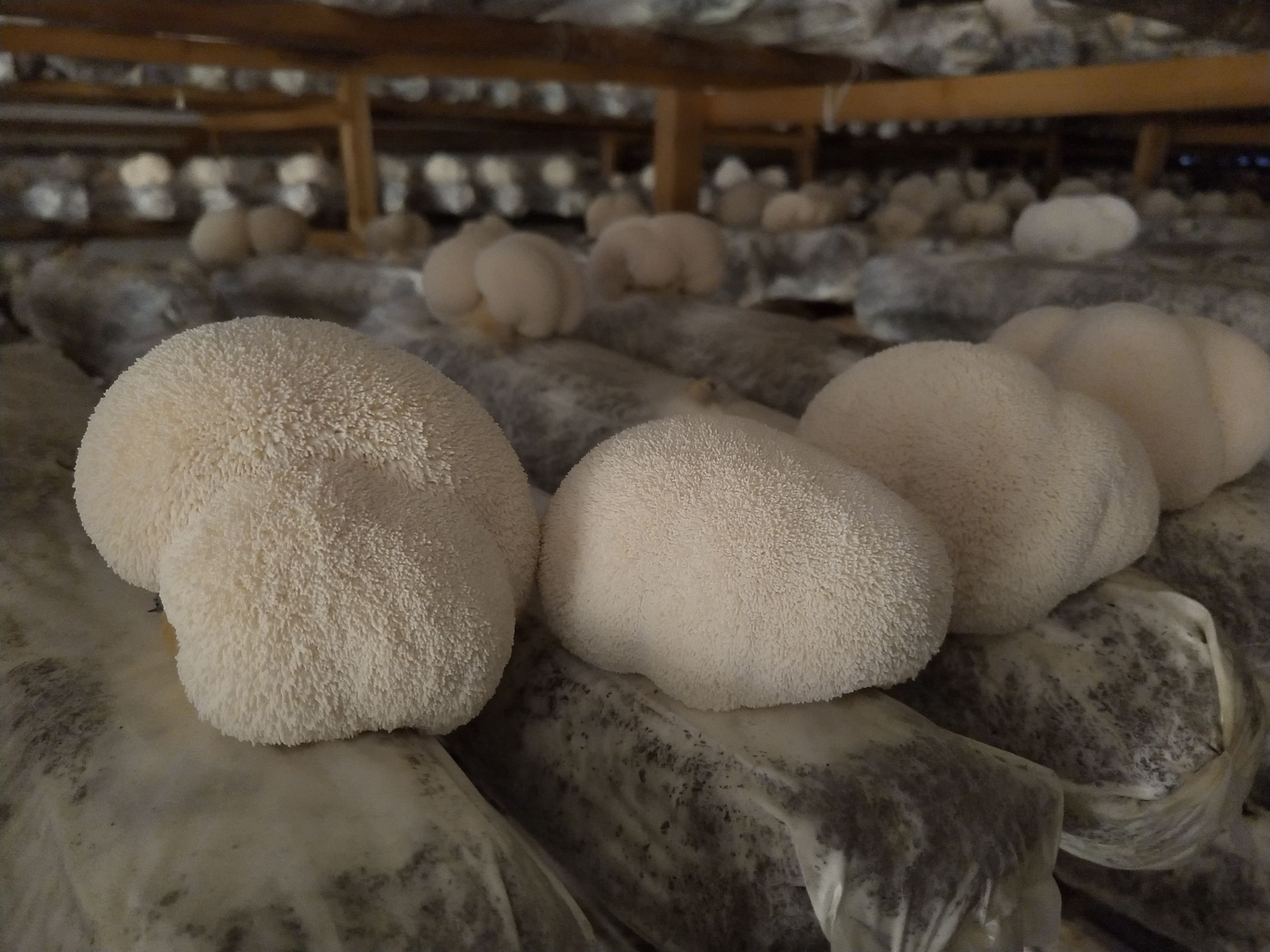 Lions Mane Mushroom Dual Extract Triterpenes 4.0 Hericenones Erinacines Bulk Powder
