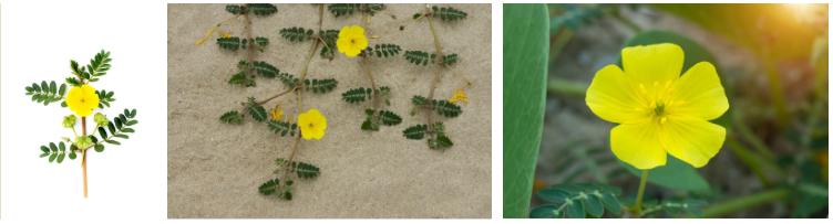 Tribulus Terrestris Extract Banner