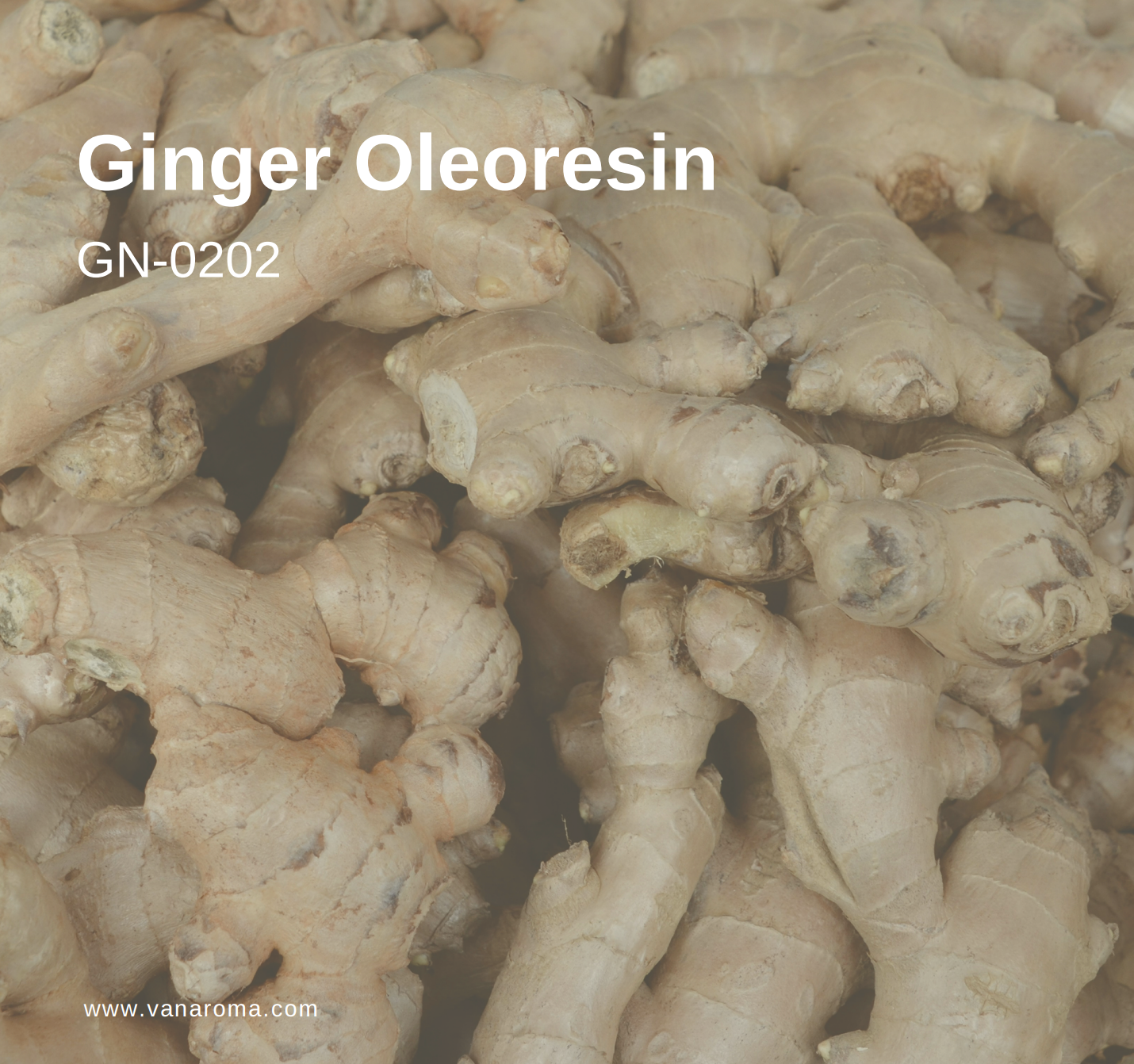Ginger Oleoresin Pure Essential Oil (GN-0202) Van Aroma