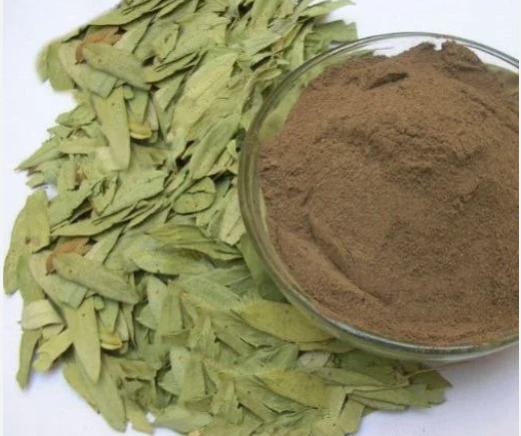 High Potency Senna Leaves Extract Powder 20% Sennosides by UV Standardized Cassia Angustifolia Herbal Extract